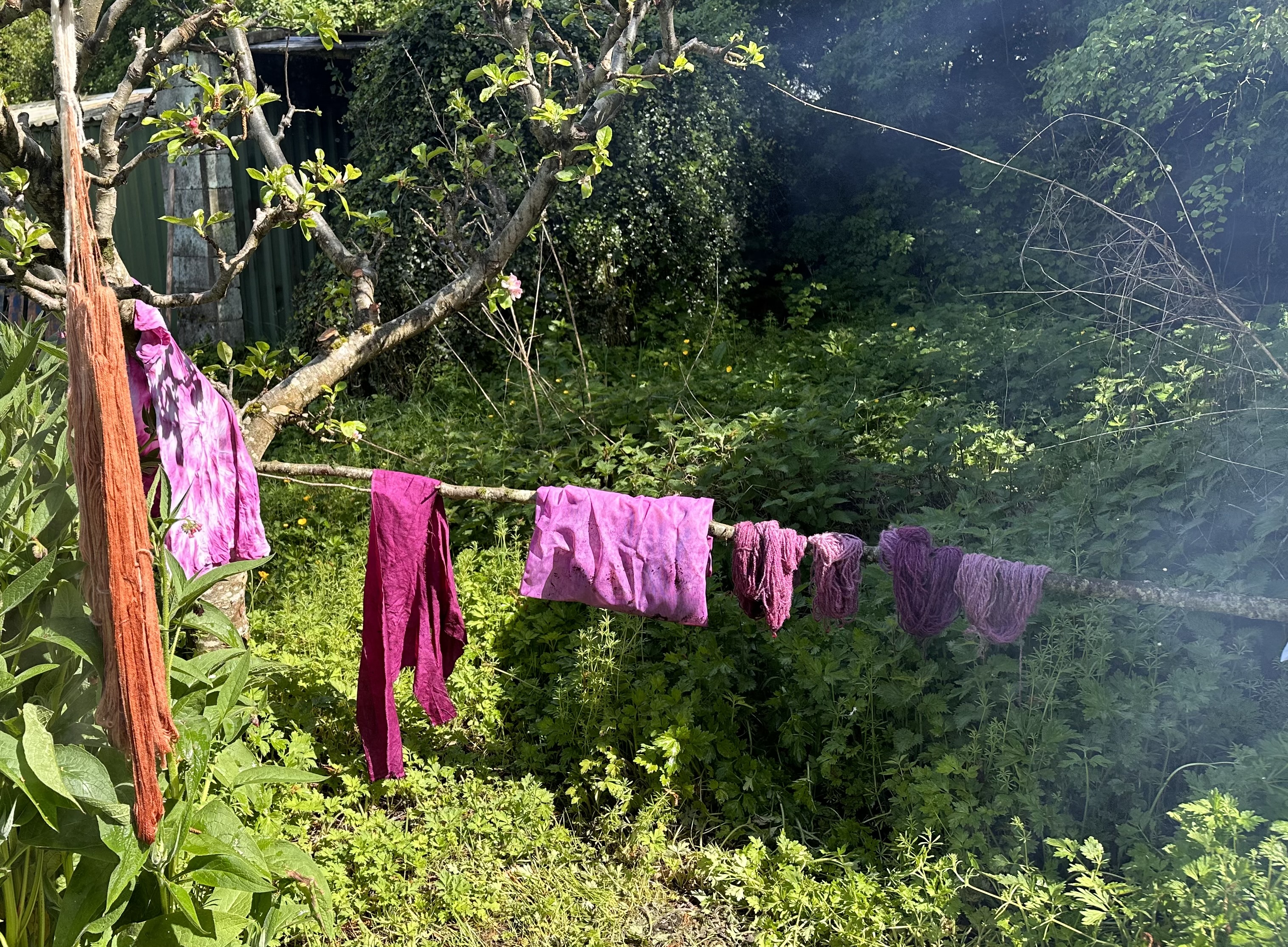 Fabric and yarn are draped over a tree branch to dry. They are dyed brown and pink.