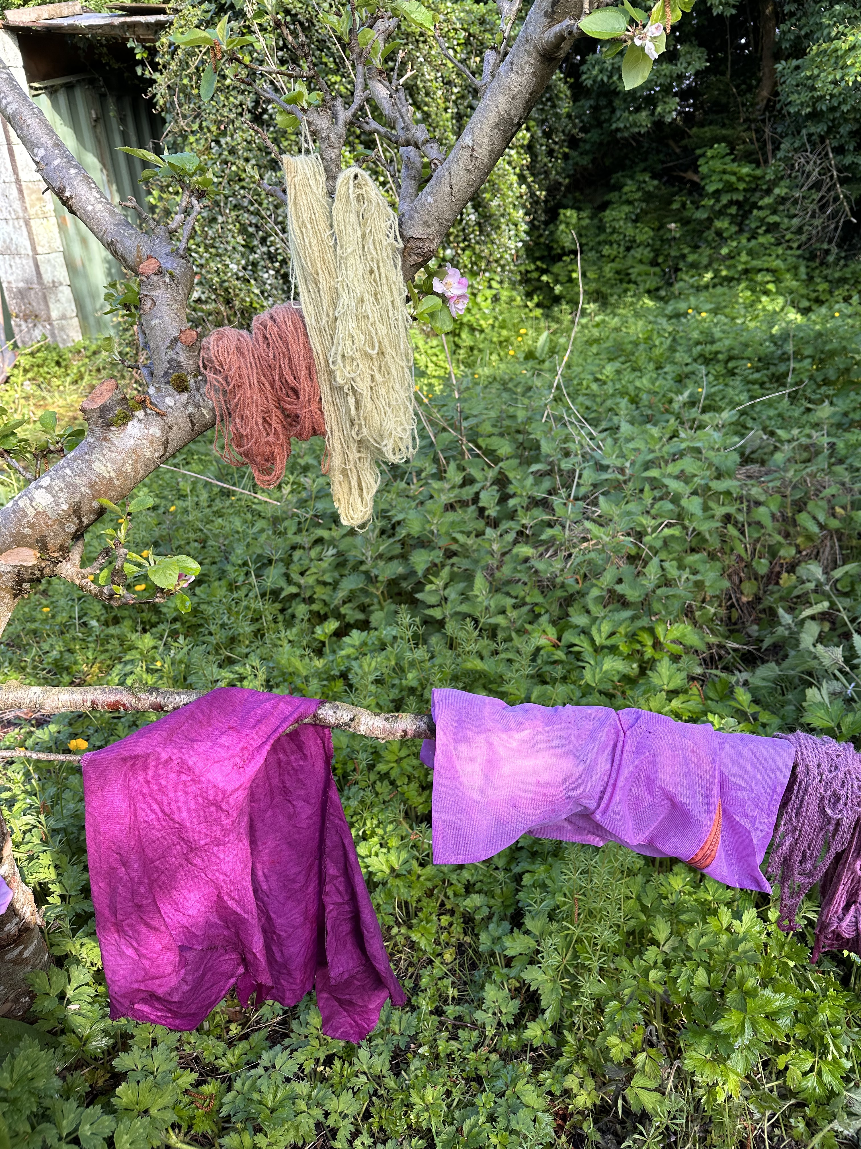 Fabric and yarn are draped in a tree to dry. It is dyed yellow, brown, and pink.