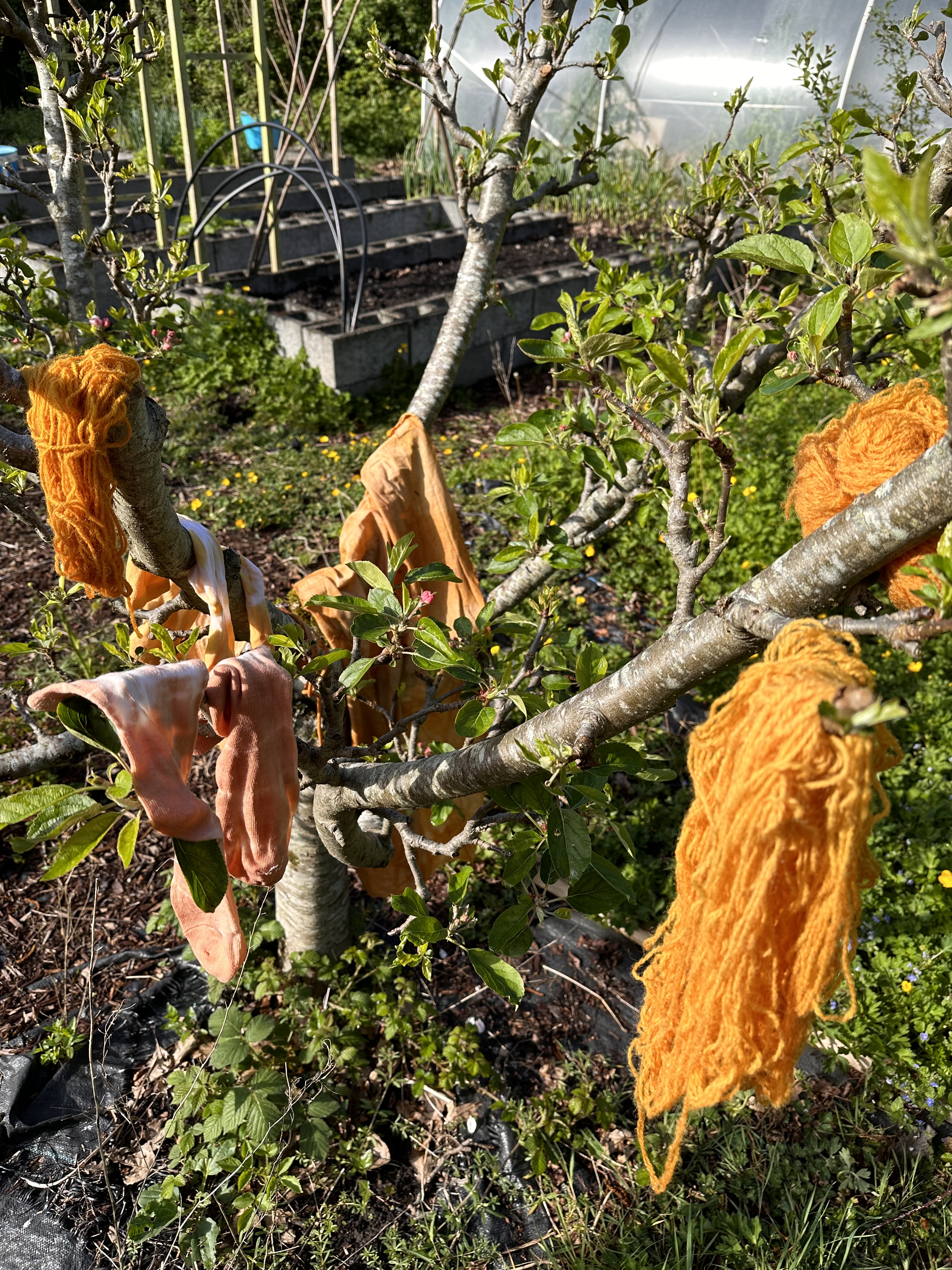 Fabric and yarn are draped in a tree to dry, it is dyed dark yellow.